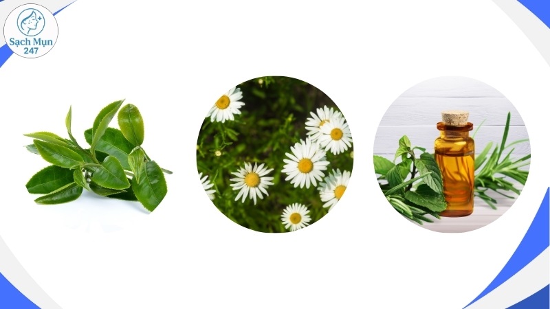 thảo mộc trà xanh, hoa cúc, tinh dầu tràm