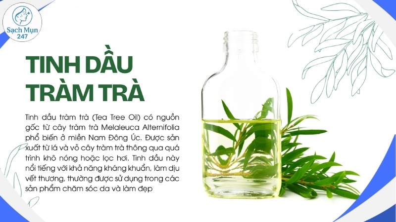 Tinh dầu tràm trà