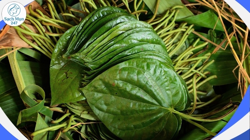 Lá trầu không