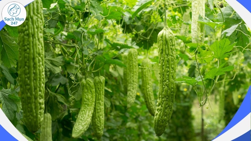 Lá mướp đắng