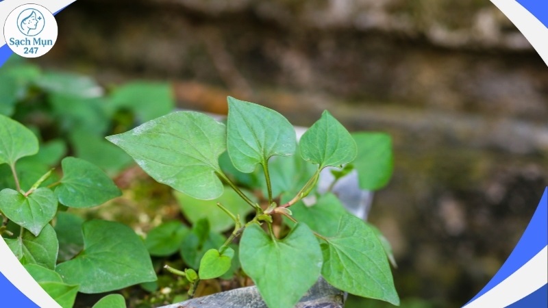 Rau diếp cá
